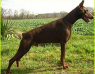 DOBERMAN 